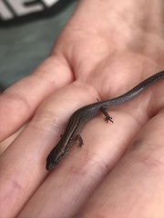 Calyptotis scutirostrum