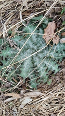 Cirsium vulgare