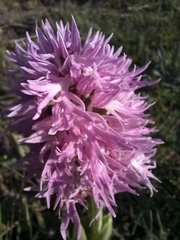 Orchis italica