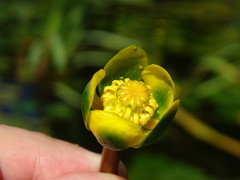 Nuphar pumila