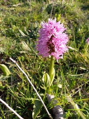 Orchis italica