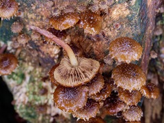 Psathyrella echinata