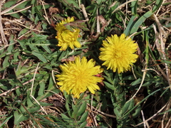Taraxacum parnassicum