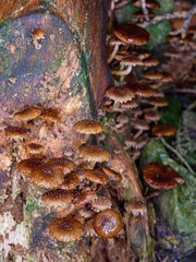 Psathyrella echinata
