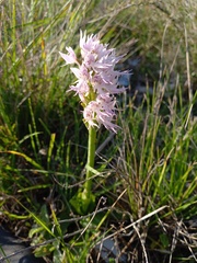 Orchis italica