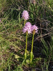 Orchis italica