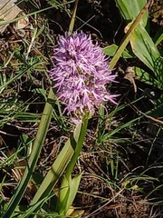 Orchis italica