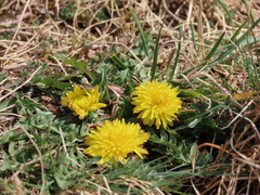 Taraxacum parnassicum