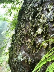 Umbilicaria esculenta