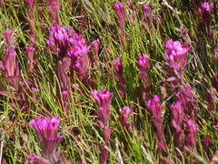 Castilleja ambigua humboldtiensis