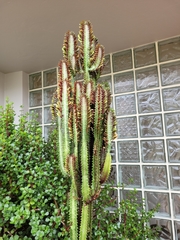Euphorbia trigona