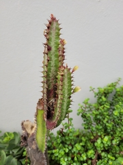 Euphorbia trigona