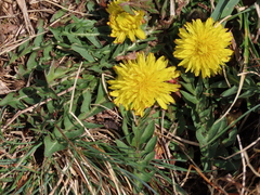 Taraxacum parnassicum