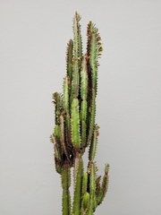 Euphorbia trigona