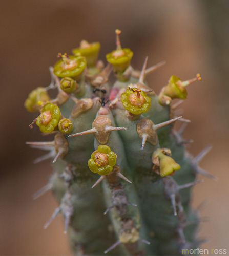 Euphorbia spiralis · iNaturalist