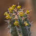 Euphorbia spiralis - Photo (c) Morten Ross, osa oikeuksista pidätetään (CC BY-NC), uploaded by Morten Ross