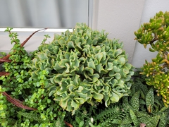 Crassula arborescens undulatifolia
