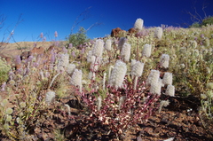 Ptilotus nobilis