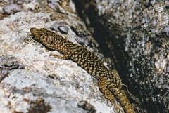 Archaeolacerta bedriagae bedriagae