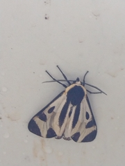 Dysschema centenaria