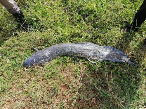 Lungfish (Protopterus aethiopicus) — Protopteridae — 2