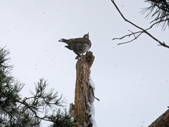 Turdus pilaris