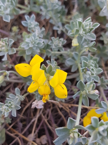 Kreta-Hornklee