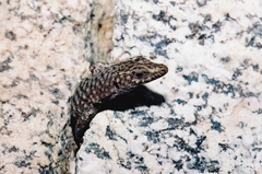 Archaeolacerta bedriagae bedriagae