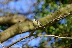 Cyanistes caeruleus