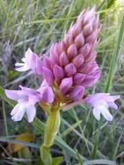 Anacamptis pyramidalis