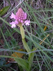 Anacamptis pyramidalis