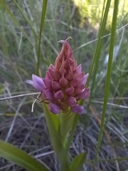 Anacamptis pyramidalis