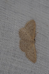 Idaea philocosma