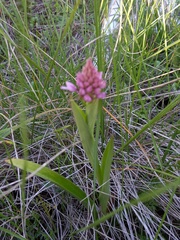 Anacamptis pyramidalis