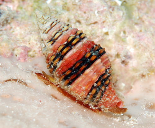 Clivipollia fragaria observed 2010-03-13