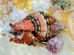 Clivipollia fragaria