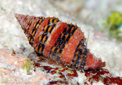 Clivipollia fragaria