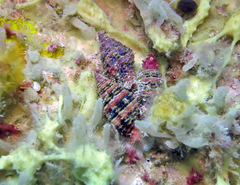 Clivipollia fragaria