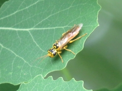 Pamphilius histrio