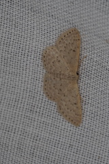 Idaea philocosma