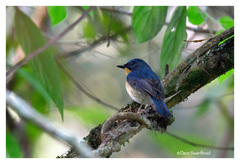 Cyornis whitei