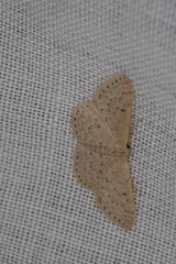 Idaea philocosma