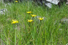 Tragopogon reticulatus