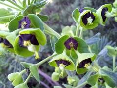 Euphorbia characias