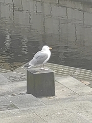 Larus argentatus