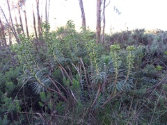 Euphorbia characias