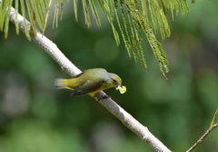 Euphonia luteicapilla