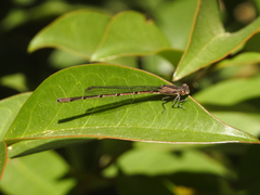 Oxyagrion ablutum