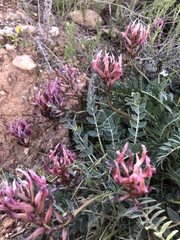 Astragalus spruneri