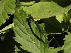 Oxyagrion ablutum